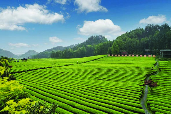 理想华莱：产学研齐发力奏响中国黑茶高质量发展新乐章