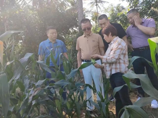 玉米