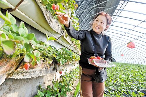 ���ڵĲ�ݮ����