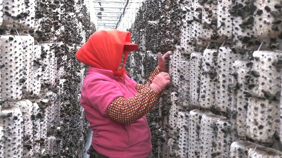 չɳˡгΪȫľҵչ캽Ա