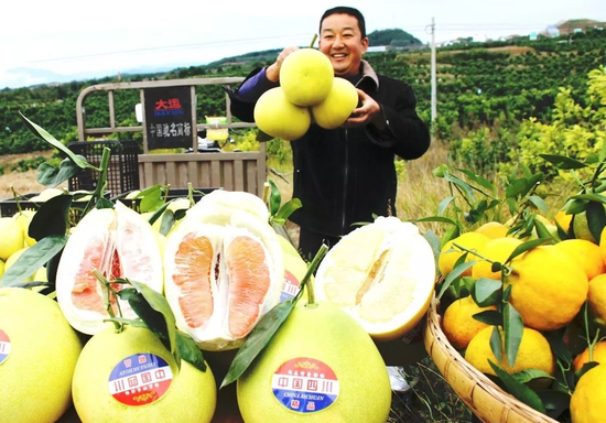 四川最大蜜柚基地，柚子为何越种越少？