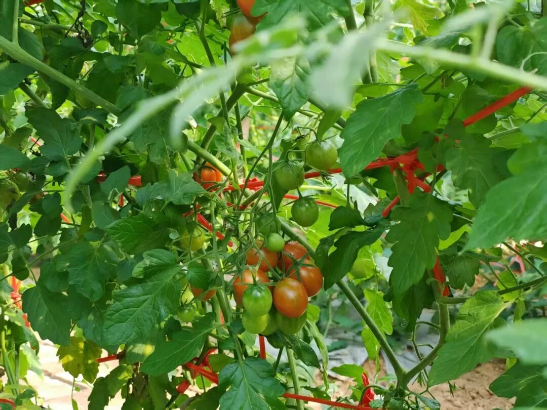 ��������������ݼʢ�磺��Ԫ��������ʥŮ���������¸�����