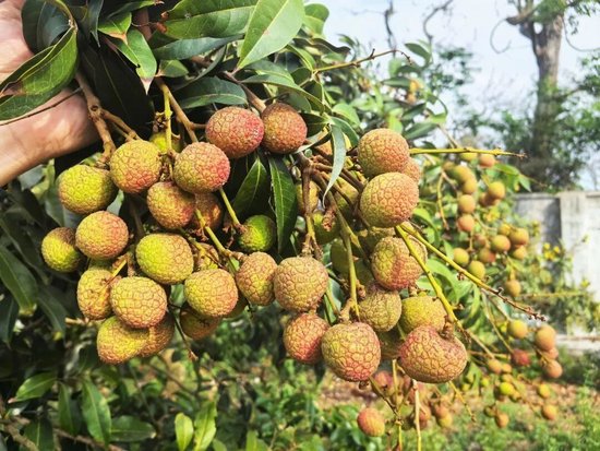 ���ϵ���֦���ˣ��紺��һ�����ǹ���